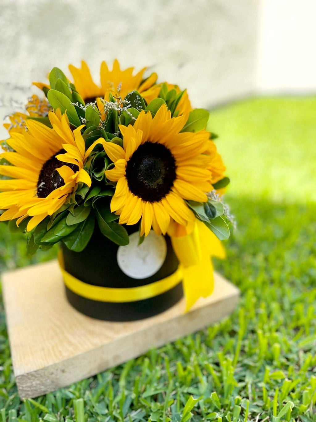 BOX SUNFLOWER